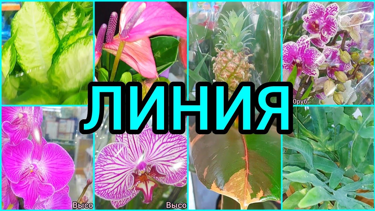14.08.23 Линия #цветы ? Папоротник? #орхидеи Биглип?Диффенбахии?Фикус?Ананас #растения #Липецк