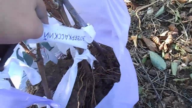 Посадка Винограда _ 29.09.2017