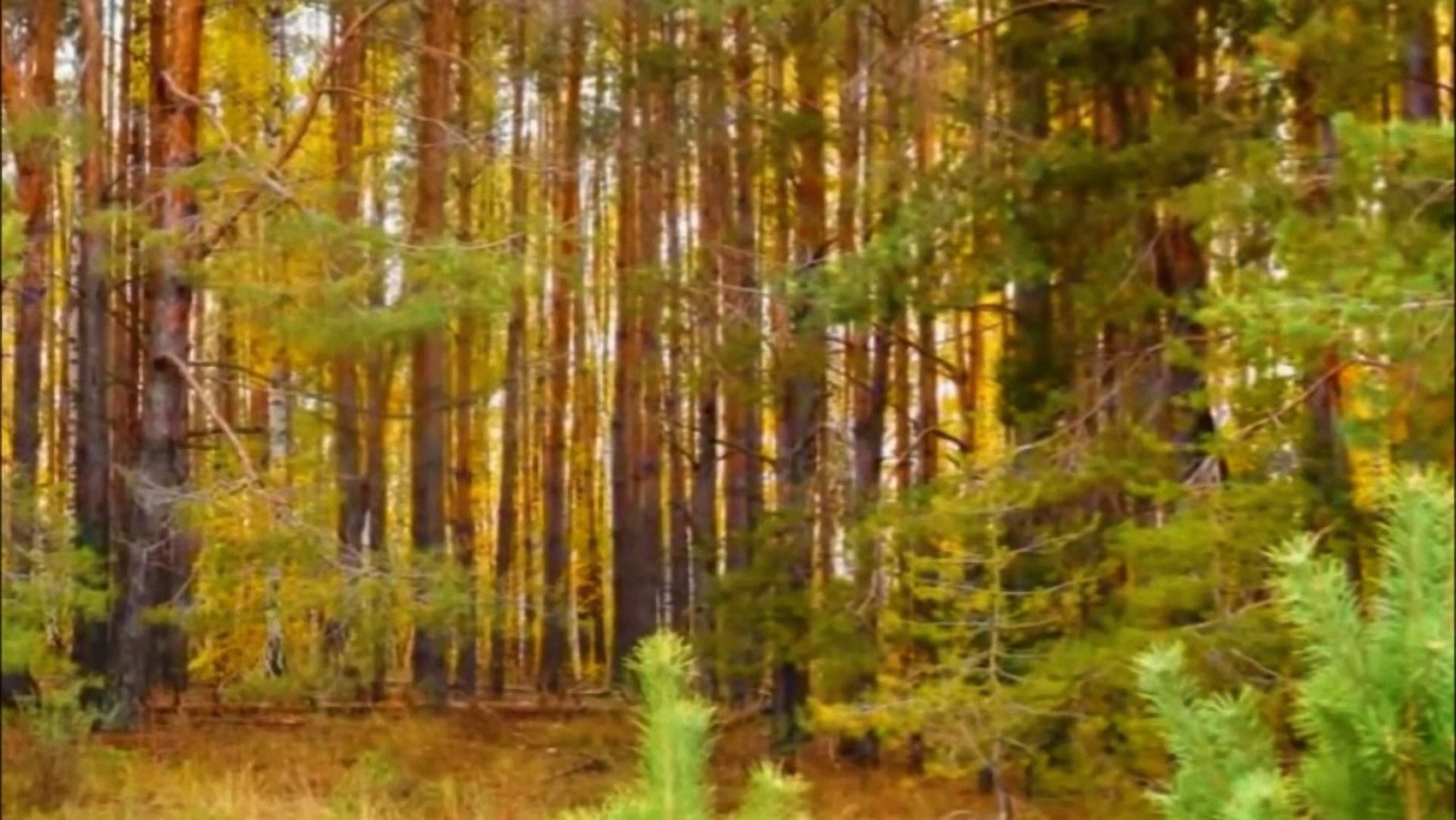 Вот что я случайно обнаружила на фото...