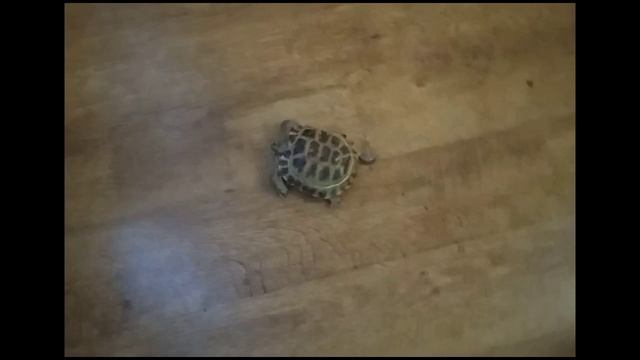 Самая быстрая черепаха в мире