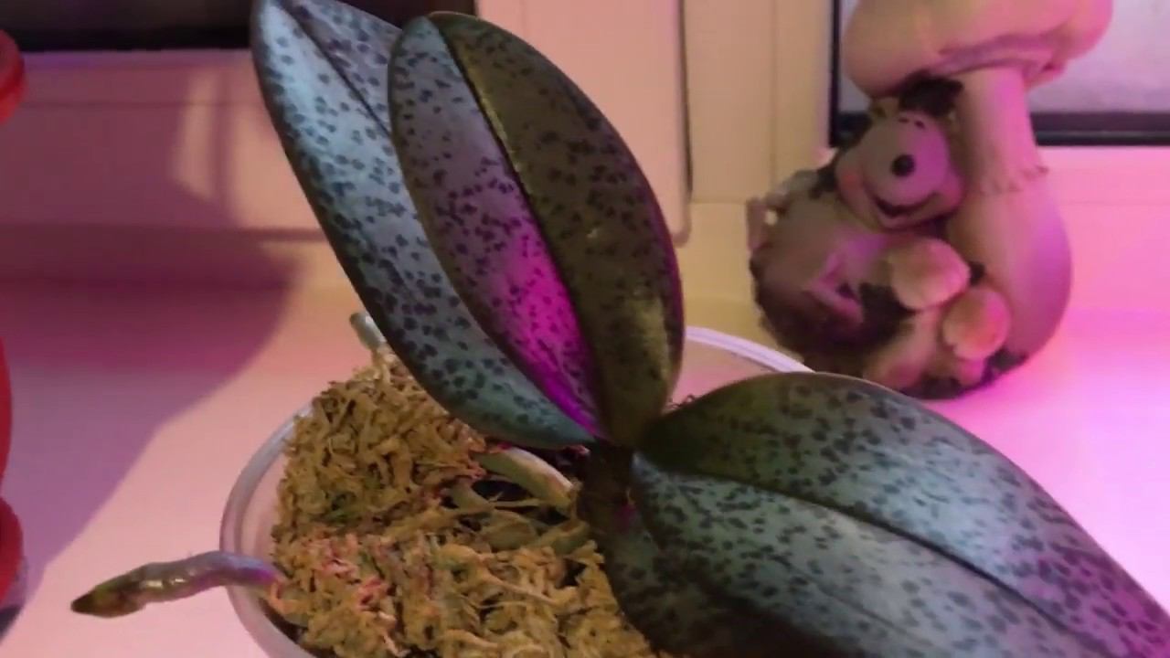 ЦВЕТЫ НА ПОДОКОННИКЕ комнатные цветы ОРХИДЕИ, корни листья ФАЛЕНОПСИС комнатные растения.КОТЫ и ДАЧА