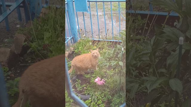 Летний дождь... все льёт и льёт....