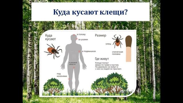 Видео-буклет Клещи.mp4