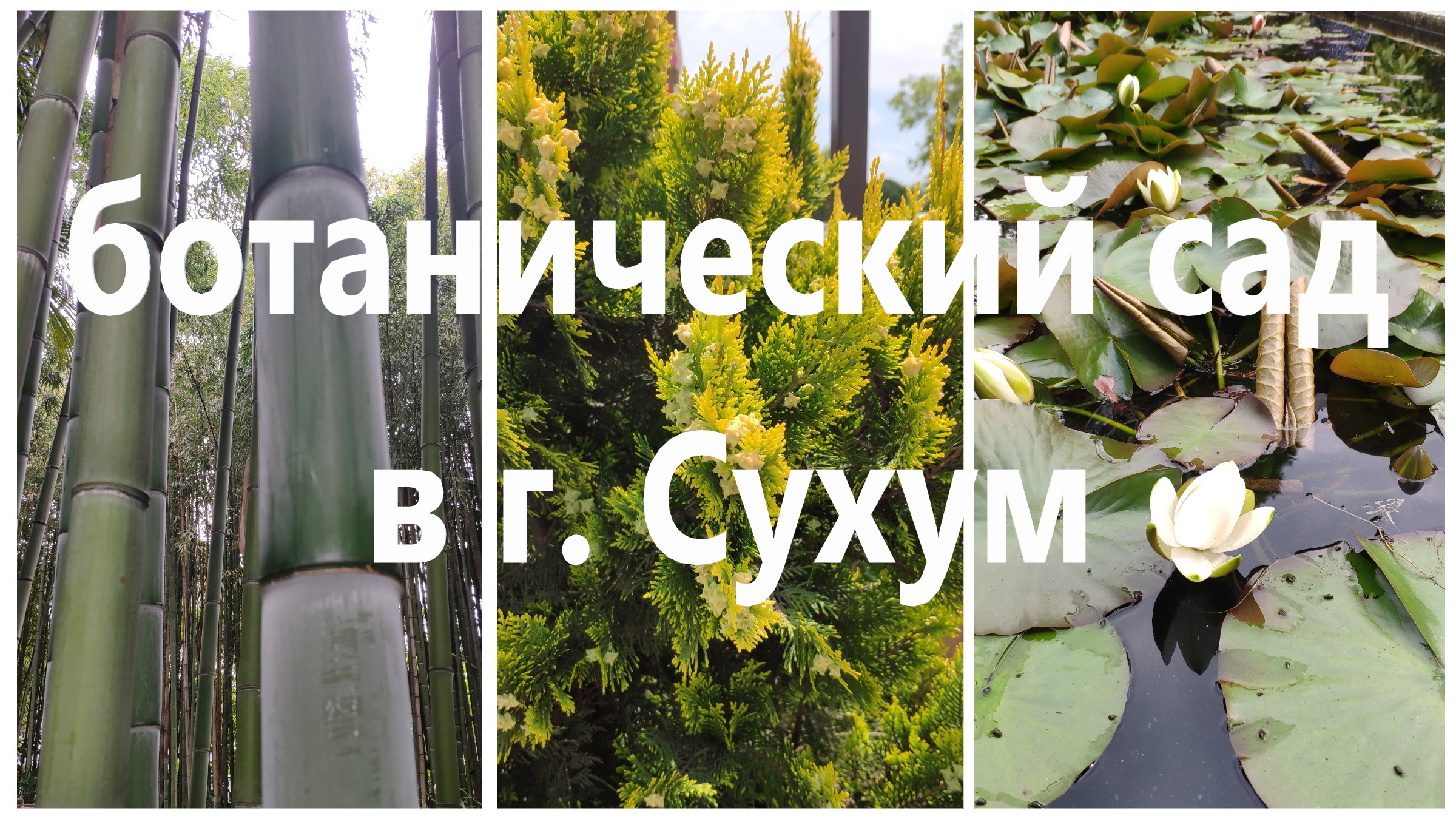 Ботанический сад в городе Сухум. Абхазия.mp4