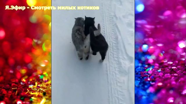 приколы про животных самые смешные 2021, видео приколы про животных, скачать бесплатно смешные видео