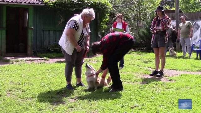 Испытания ВН/VT и тестирование поведения собак (Псковский клуб собаководства "ФАУНА" РКФ ОАНКОО).