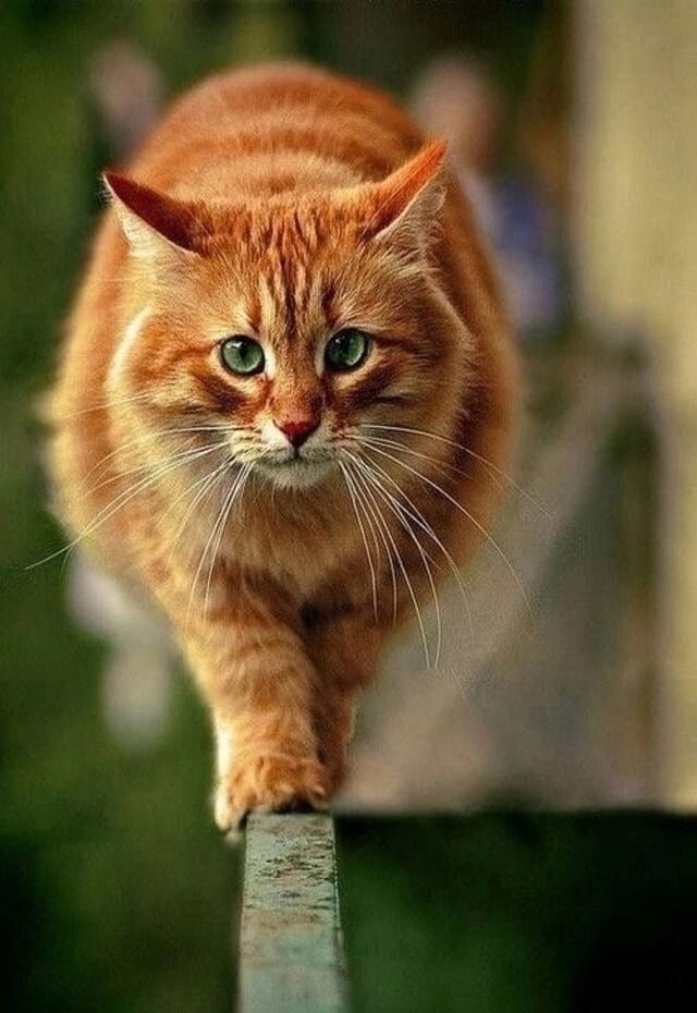 Добрый День! Красивая Музыкальная Открытка