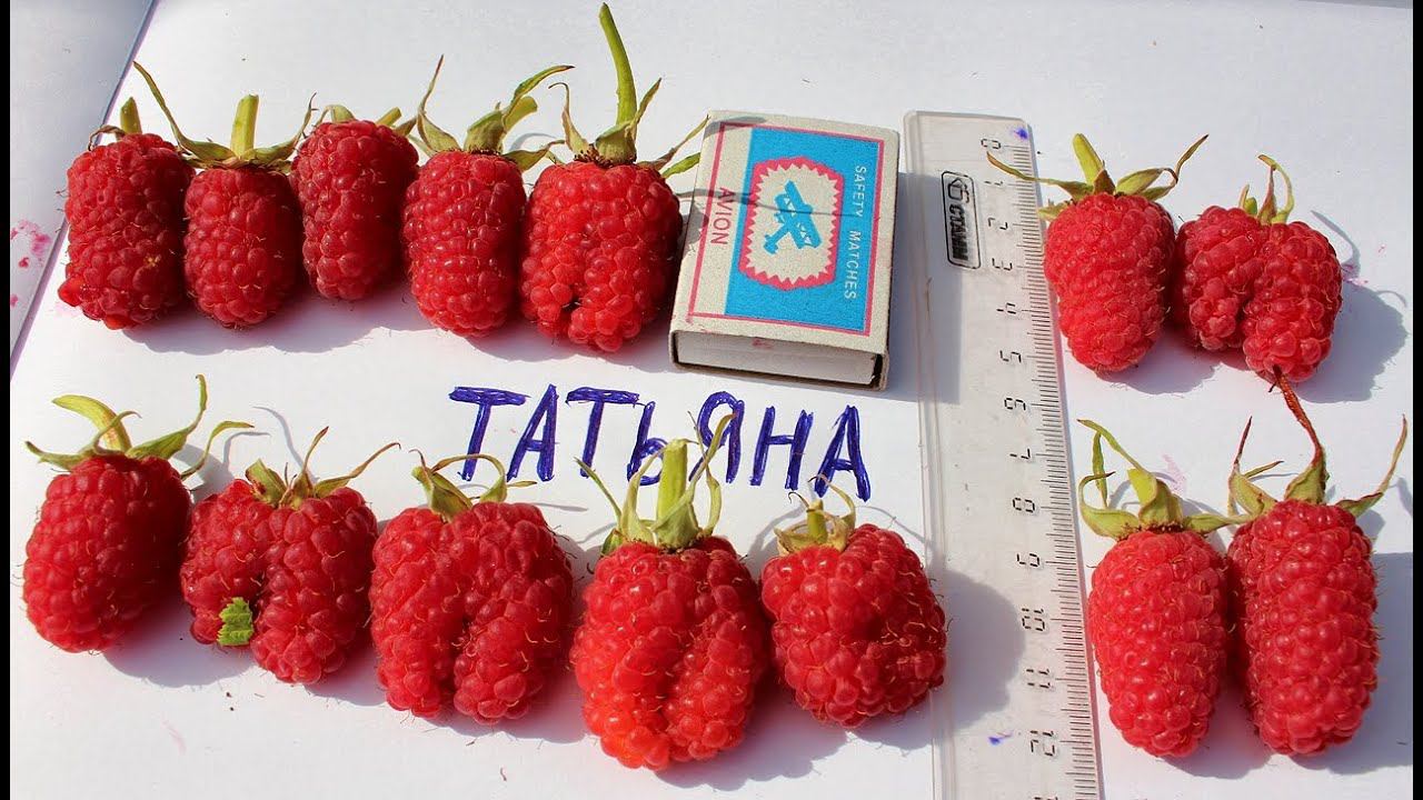 Малина Татьяна. Самый крупный сорт малины.