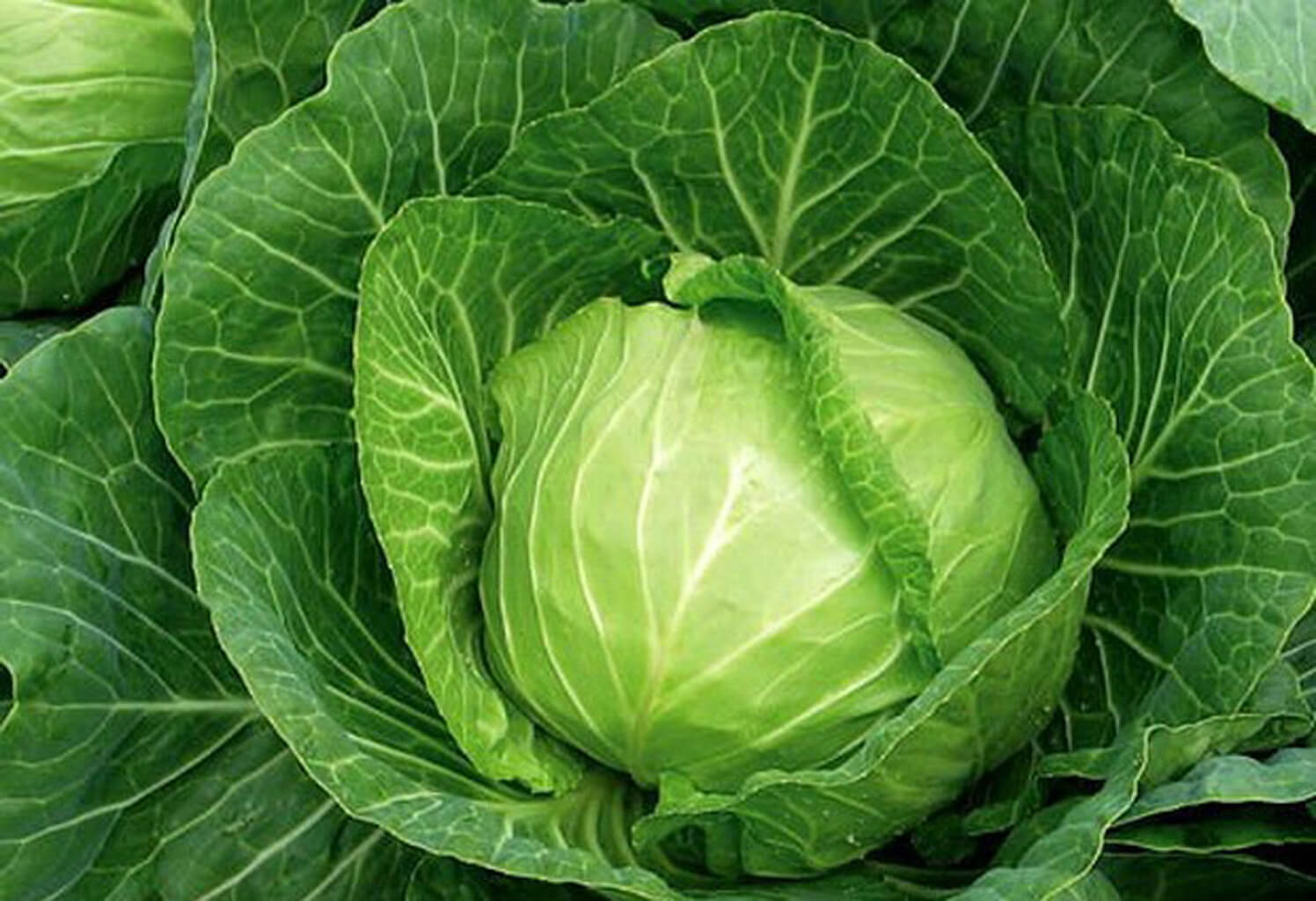 ЧЕМ МОЖНО ПОДКОРМИТЬ КАПУСТУ ДЛЯ ЗАВЯЗЫВАНИЯ КОЧАНОВ.РЕЗУЛЬТАТ НЕ ЗАСТАВИТ ДОЛГО ЖДАТЬ.