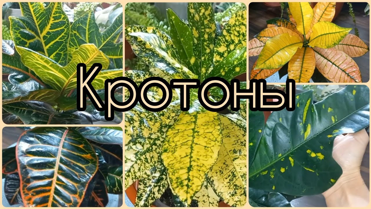 Любите ли вы КРОТОНЫ, как люблю я??Яркие деревца?Уход?Экселент?Петра?Аукуболистный?Миссис Айст