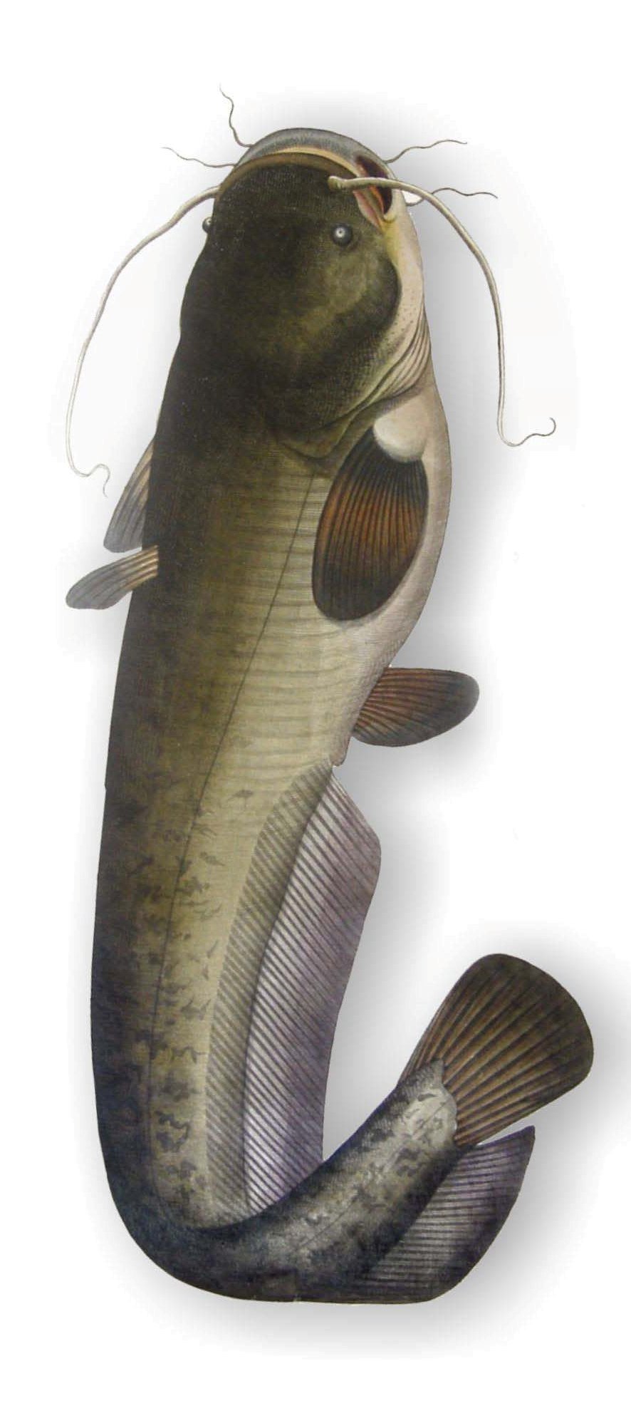 Речные гиганты Сом №1 #shorts