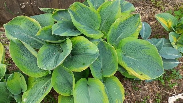 хоста FRANCES WILLIAMS