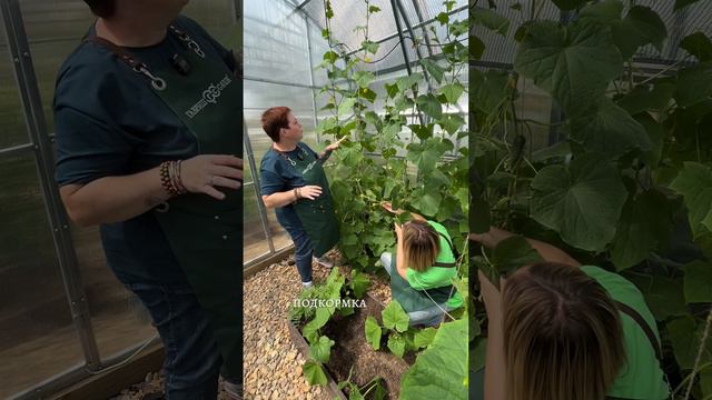 ПОВЫШАЕМ УРОЖАЙНОСТЬ ОГУРЦОВ