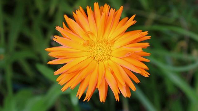 VLOG АВГУСТ: ЦВЕТЫ в огороде | ГРИБЫ в лесу | ДЕНЬ РОЖДЕНИЯ в купальнике 2024