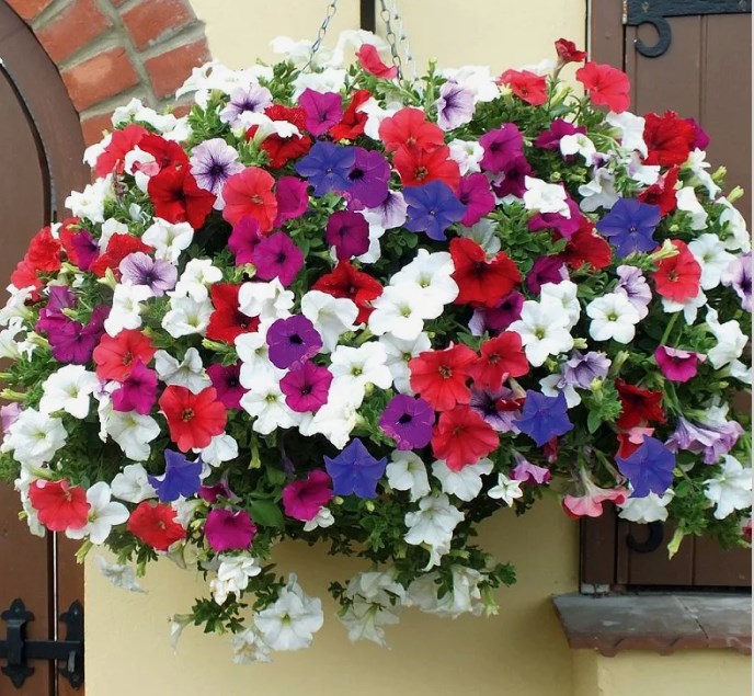 Сделайте так и петунии будут цвести пышным кустом, рецепт универсальный, работает, проверено