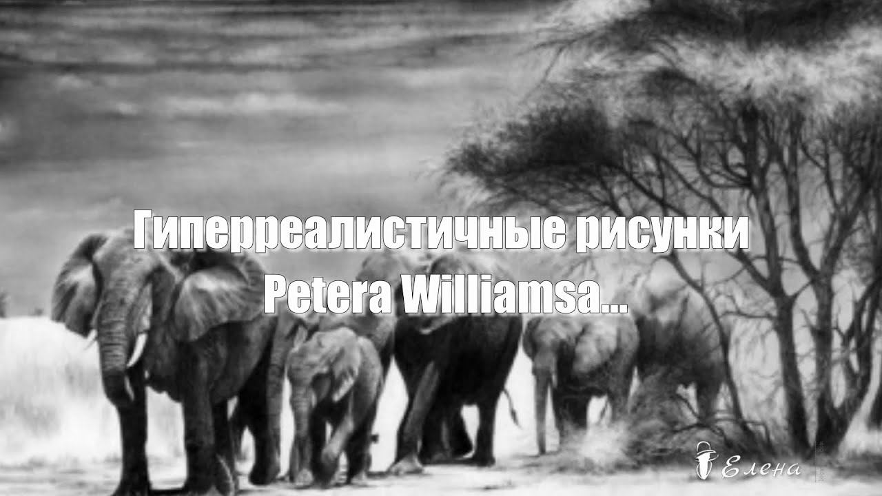 Гиперреалистичные рисунки Petera Williamsa*