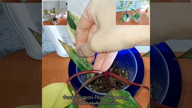 Изменения за пол года? #Филодендрон Ред Эмеральд?Клубничный коктейль? #цветы #растения #shorts