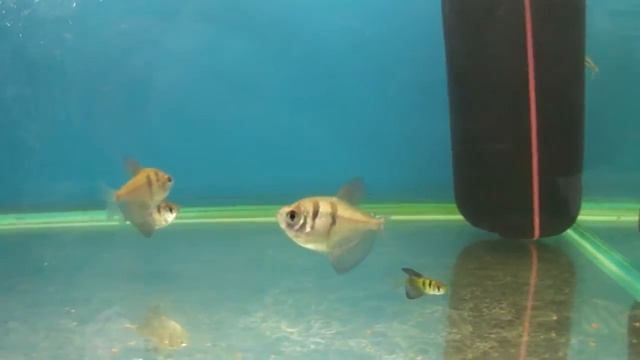 Тернеция Gymnocorymbus ternetzi. Цены на аквариумных рыбок в зоомагазине