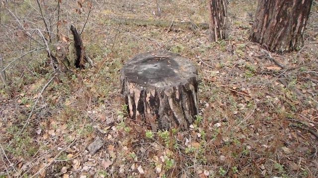 Прогулки по тайге. Секретный совет