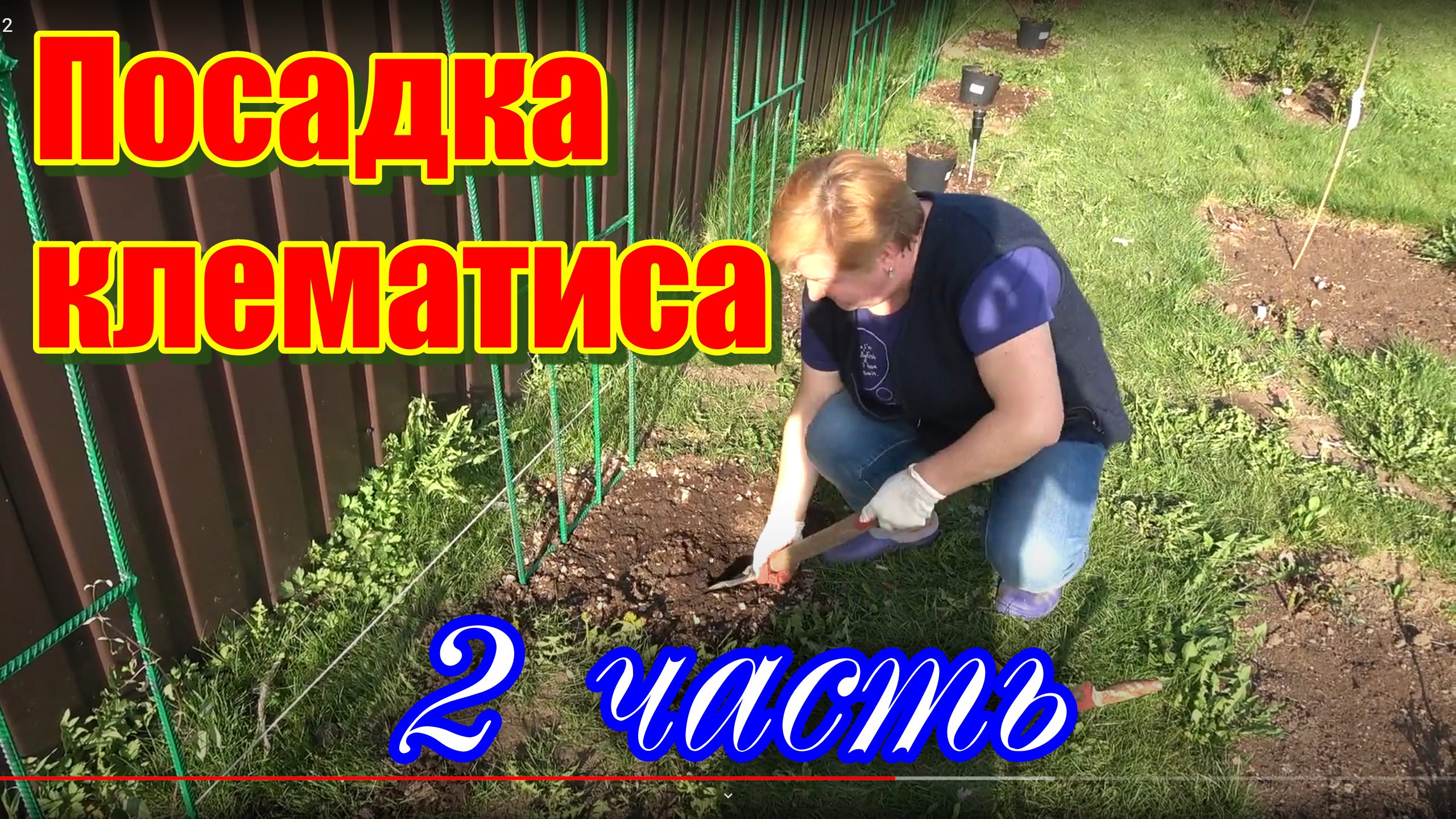 Посадка клематиса часть 2