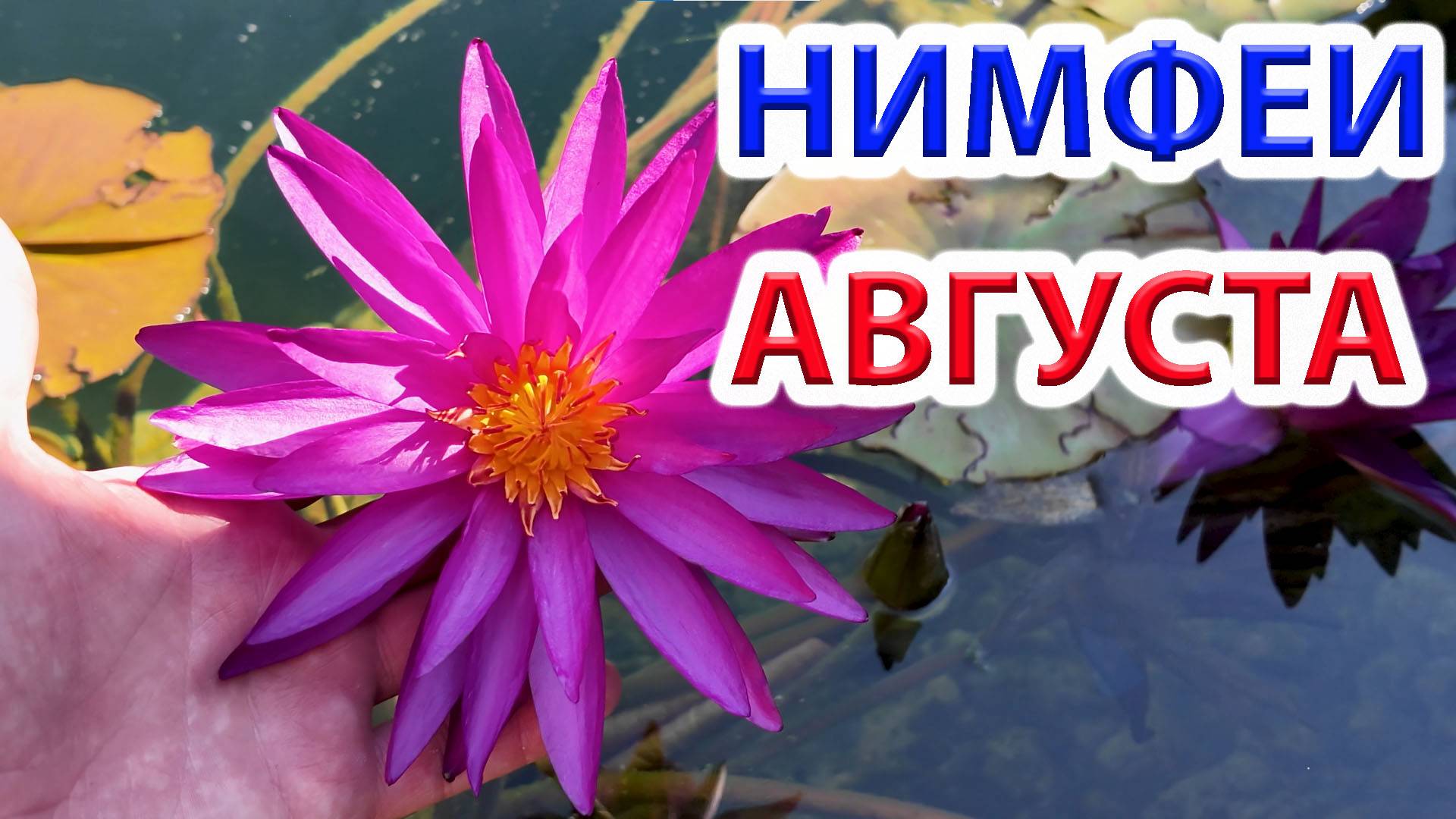 Прогулка по нимфеям в августе