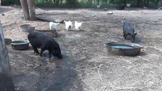 ПРИКОЛЬНЫЕ СВИНКИ) Любят купаться