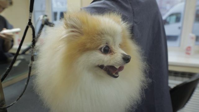 Усы Лапы Хвост - Салон красоты для животных