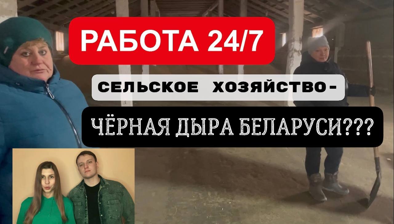 «Лопатой покидал – кнопку нажал». Посмотрели, как хранится и перерабатывается зерно в Беларуси