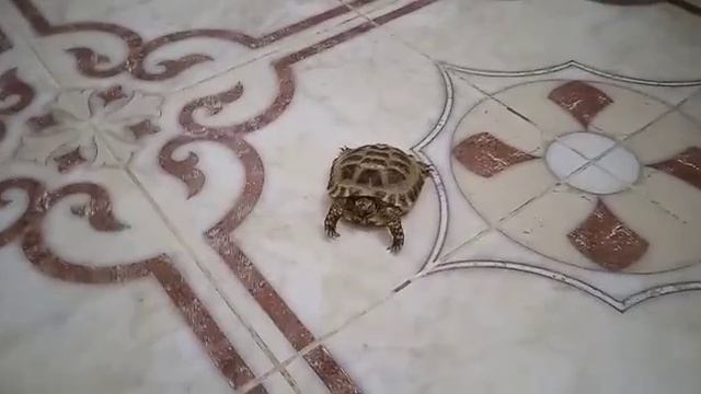 черепаха Тишка.