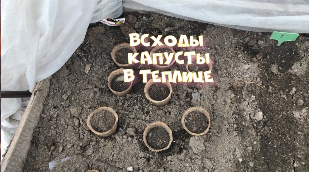 Моя теплица Всходы капусты, редиса , бархатцев.