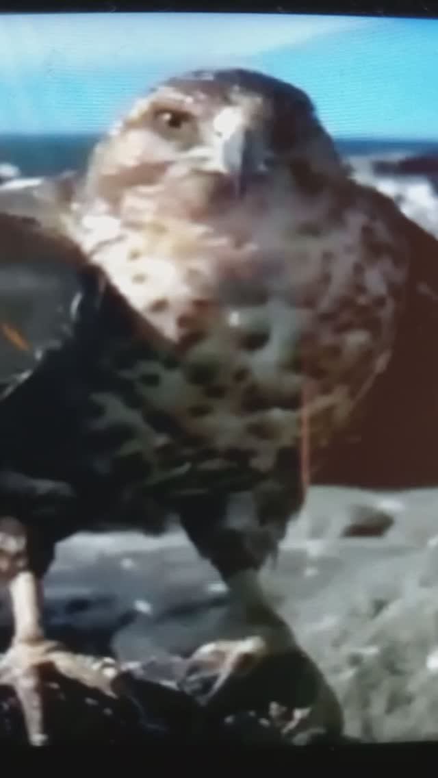 БЕРКУТ - КОРОЛЬ ОРЛОВ. Этот бесстрашный хищник охотится даже на огромных ящериц - ИГУАН#Shorts