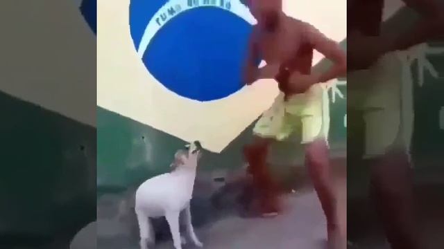 Подборка крутых собак