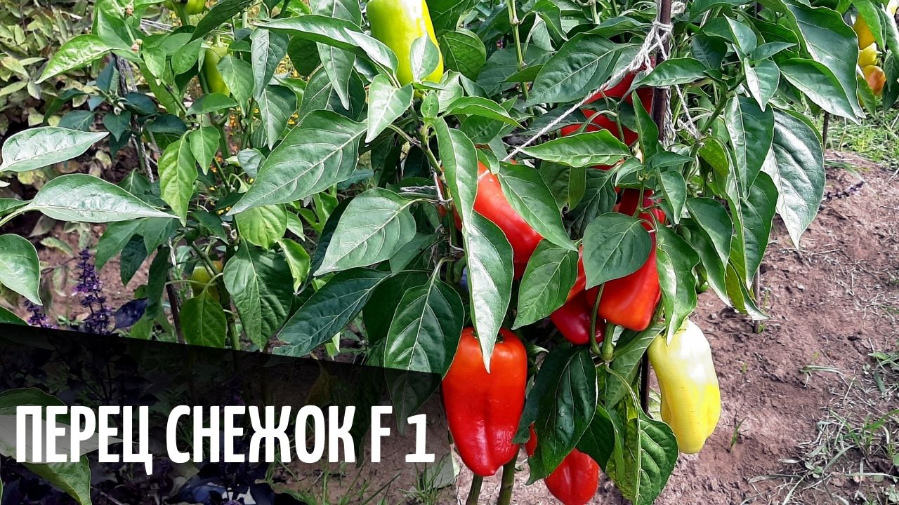 Сладкий перец Снежок f 1.