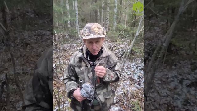 Как манить рябчика?