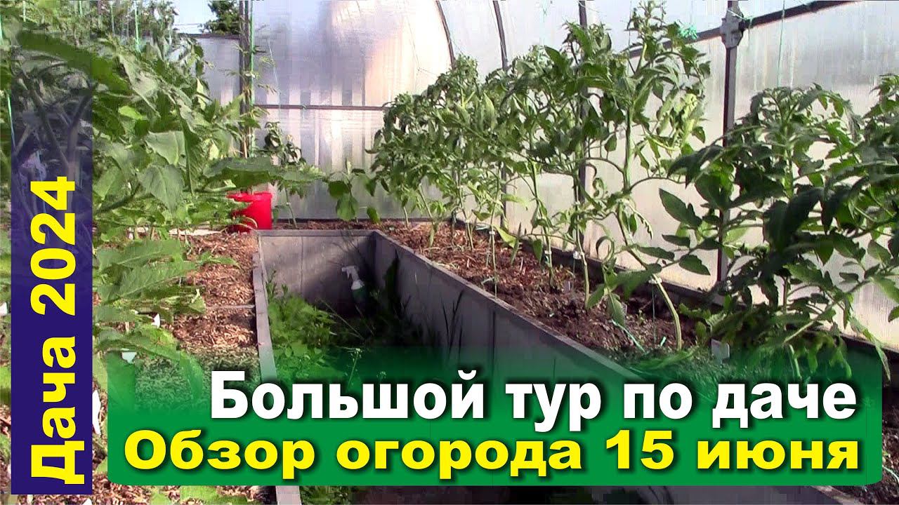 Перец, огурцы, томаты, голубика, чеснок и клубника с виноградом. Обзор огорода на 15 июня.