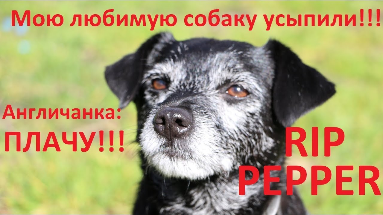АНГЛИЯ: ПлАчу!!! Мою любимую собаку усыпили!!!