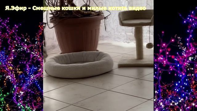 самые смешные приколы про животных, самые свежие приколы про животных, видео приколы про животных