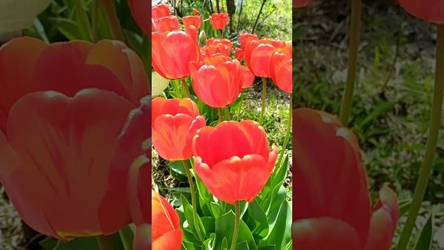 Тюльпанового настроения моим Друзьям! 🌷🌷🌷