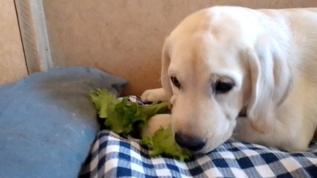 Кормом не корми, дай лист салата и я буду счастлив!