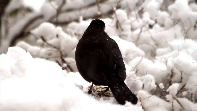 пение скворца в лесу слушать онлайн бесплатно для сна и детей в хорошем качестве для релакса и сна
