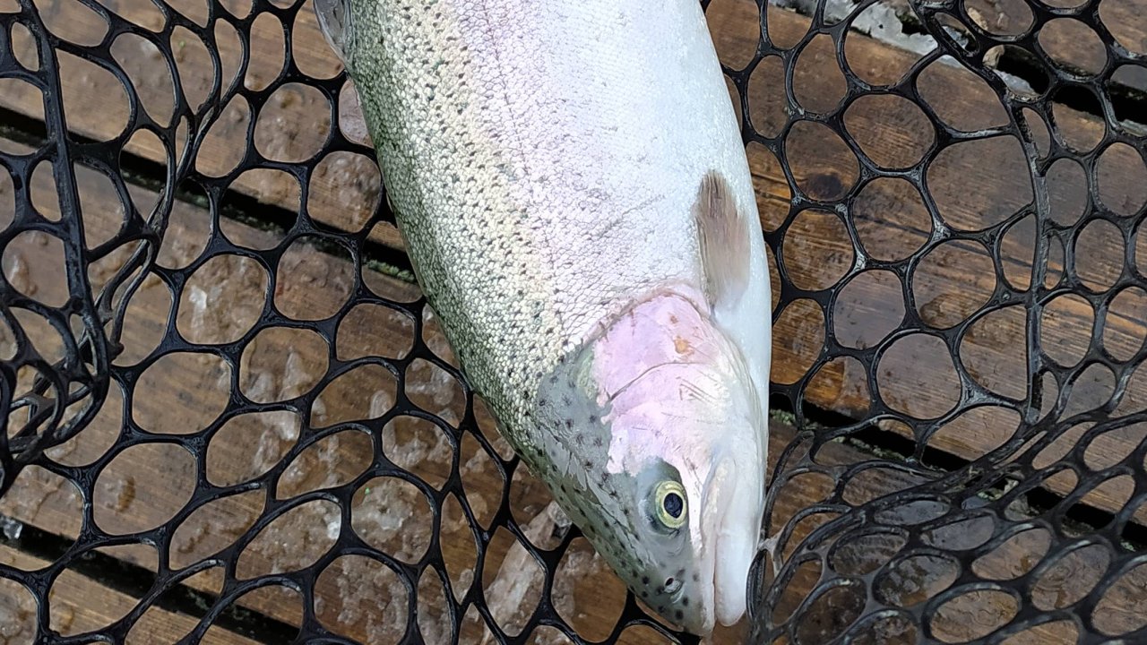 FISHERIX. ОТКРЫТИЕ ВЕСЕННЕГО ФОРЕЛЕВОГО СЕЗОНА 2023