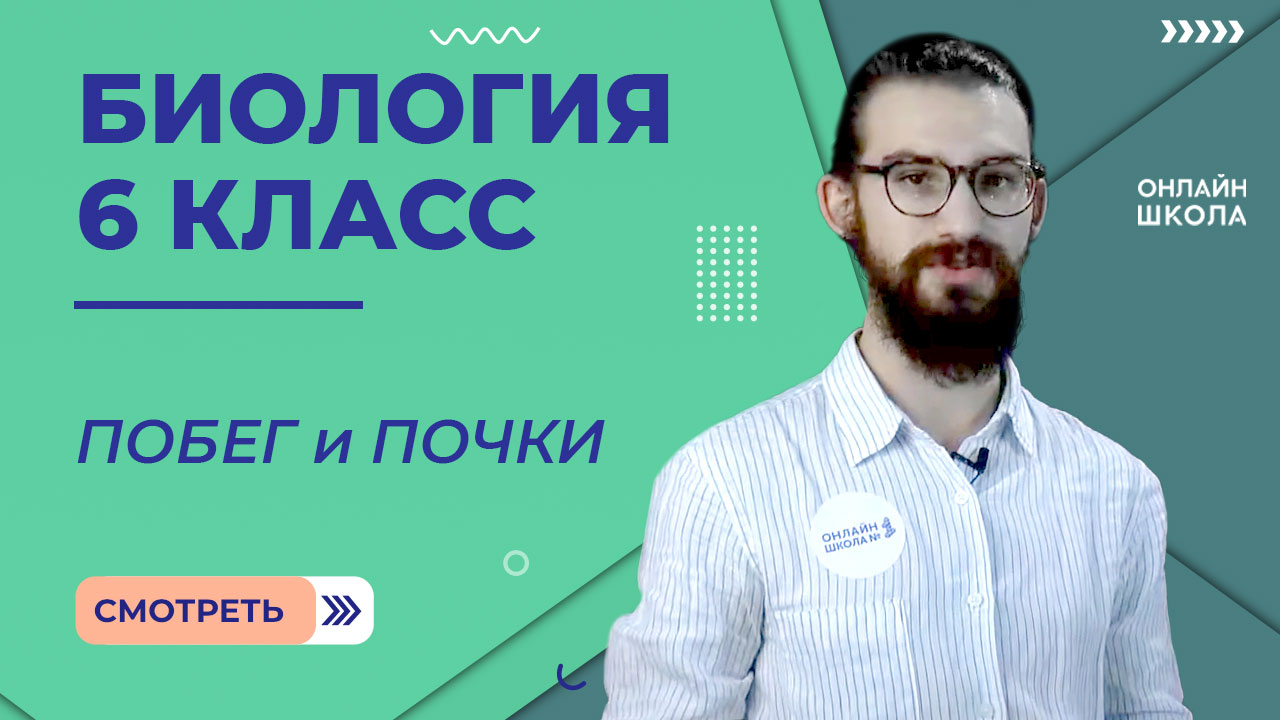 Побег и почки. Урок 5. Биология 6 класс