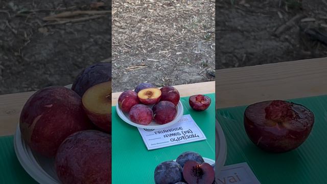 Обзор сливы .Часть 2