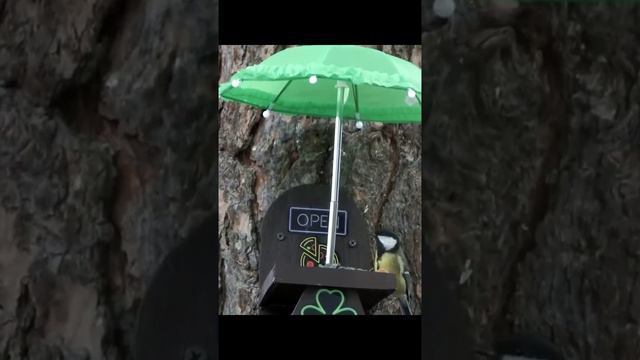 #shorts На кормушке птицы и белка