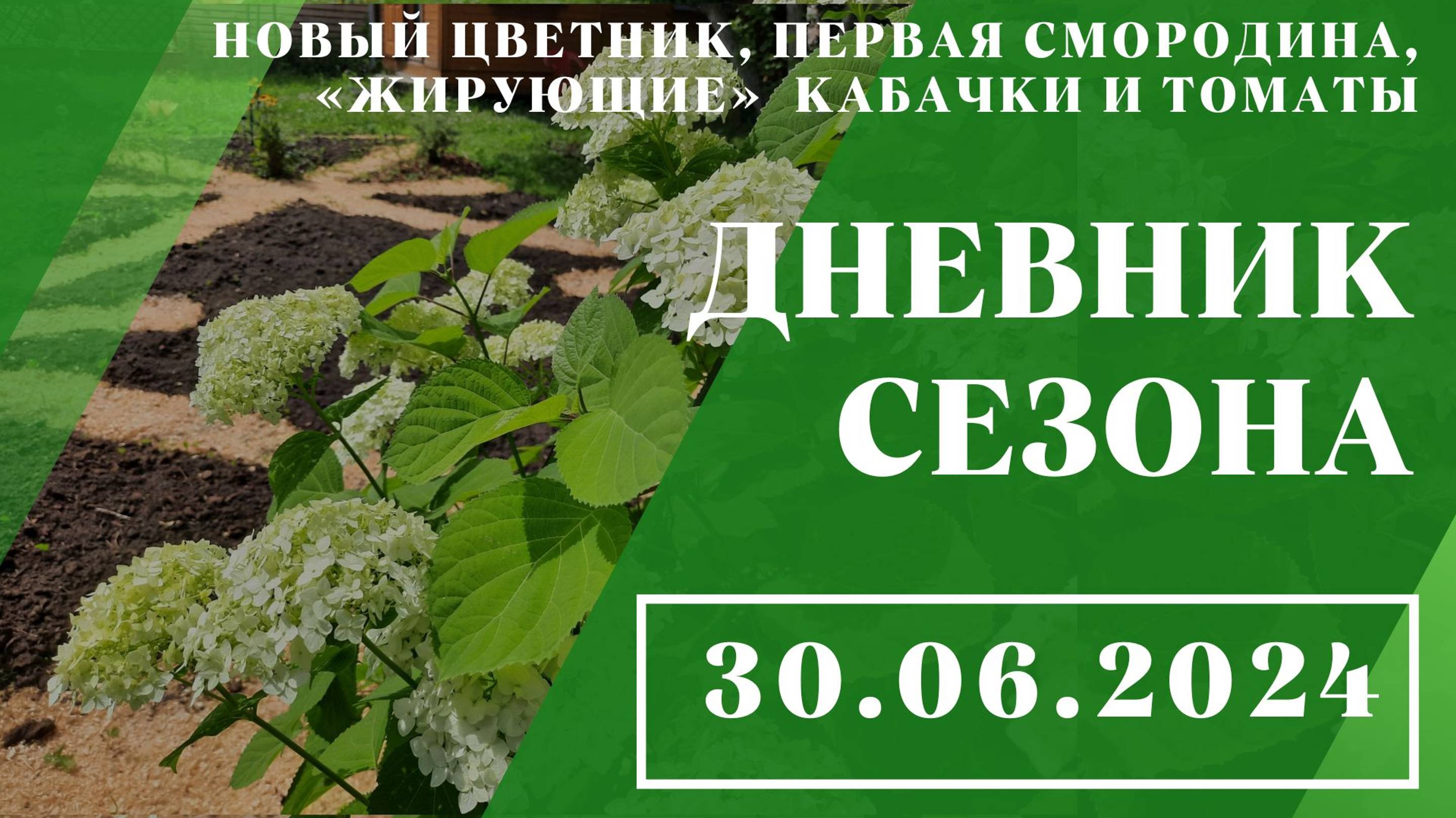 Новый цветник, первая смородина, «жирующие» кабачки и томаты // 30.06.2024