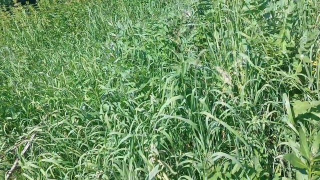 забор, до и после