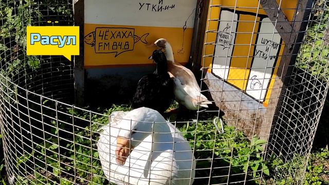 Стендапер часть2