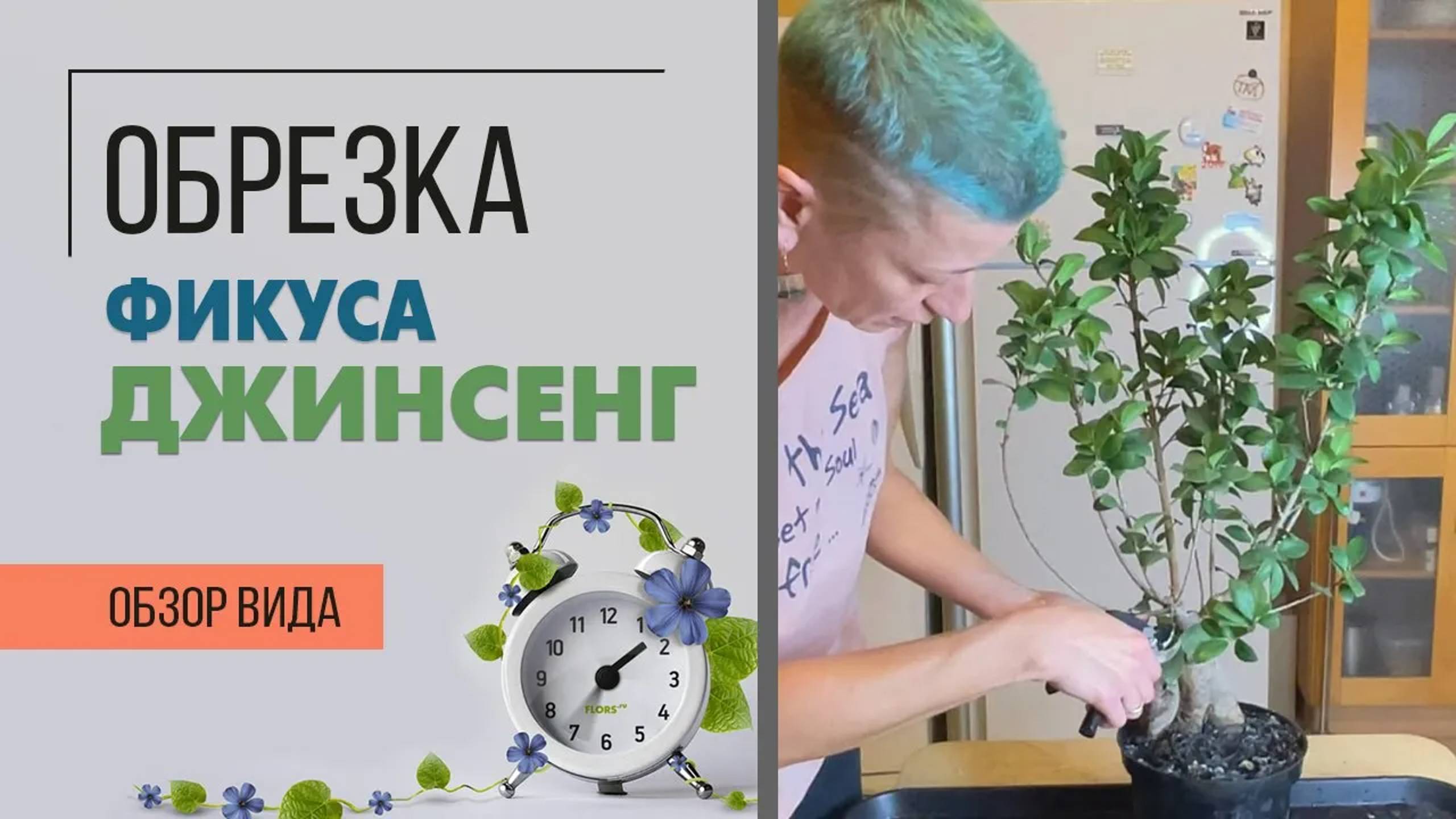 Обрезка фикуса Джинсенг. Как правильно формировать крону фикуса, чтобы получить пышный фикус.