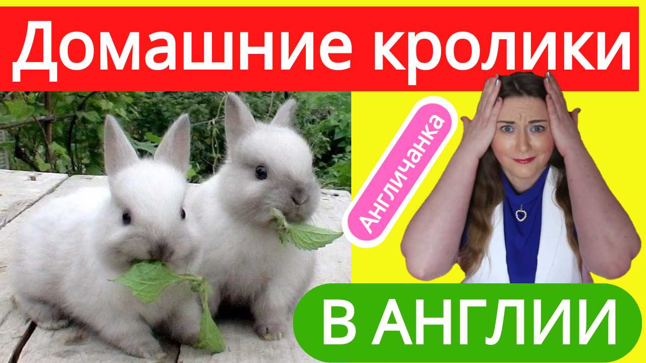 Домашние декоративные кролики - заботы и хлопоты в лондонском доме