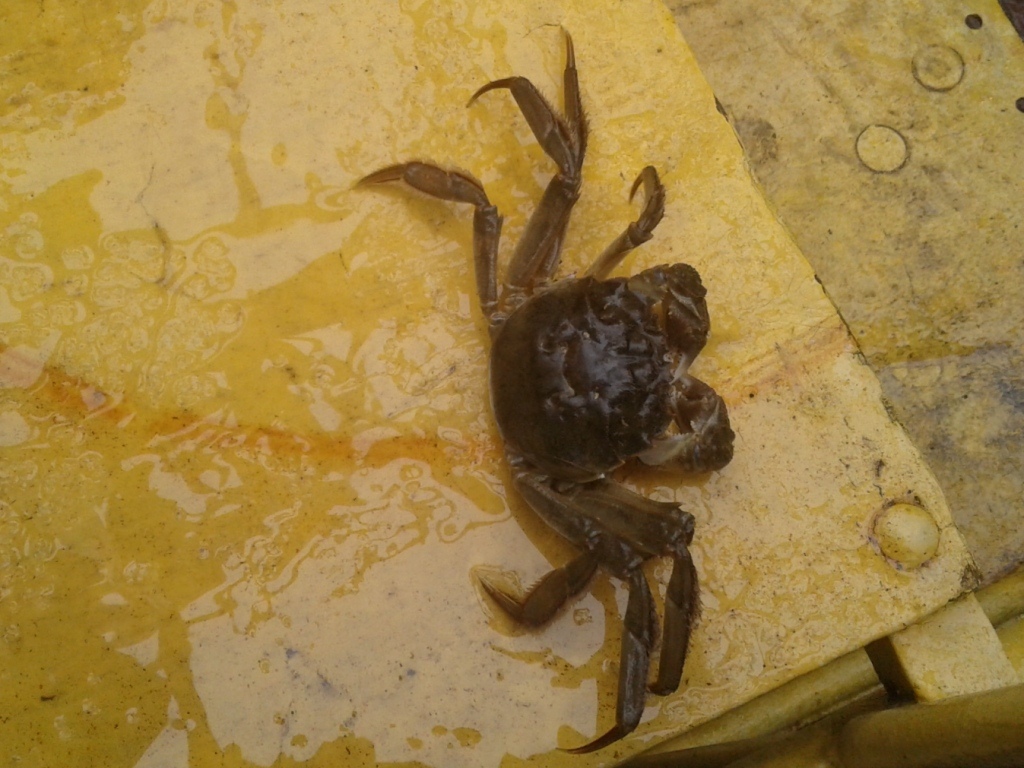 Крабы Финского залива